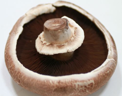 portobello mushroom giant mushroom