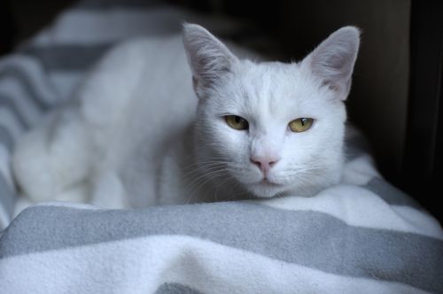 portrait white cat cat