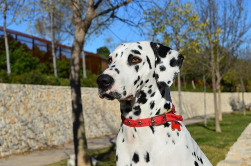 portrait dog dalmatian