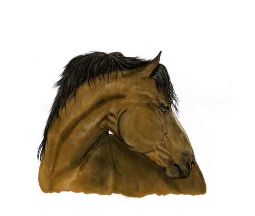portrait horse digital painting