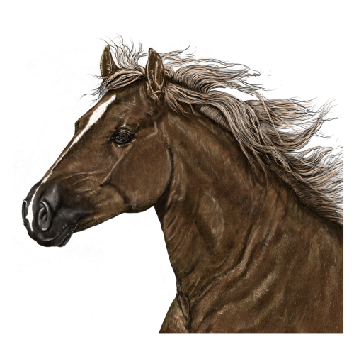 portrait horse art