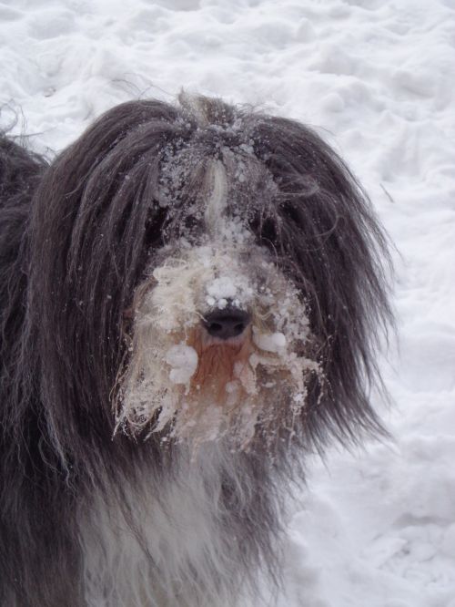 portrait head dog