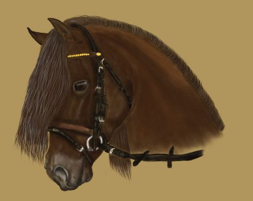 portrait bay horse