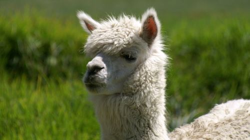 portrait alpaca peru