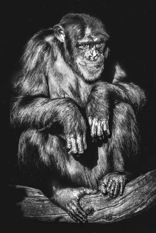 portrait primate monkey