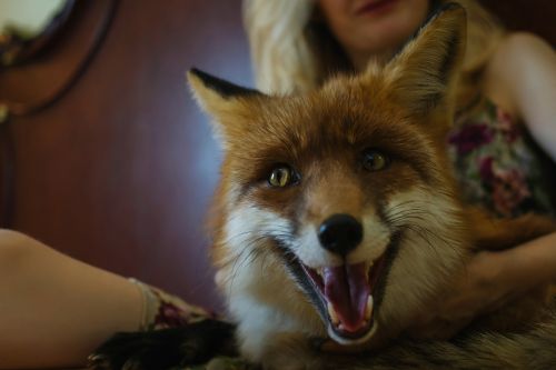 portrait fox wild beast