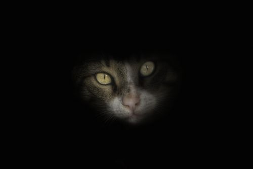 portrait cat eye