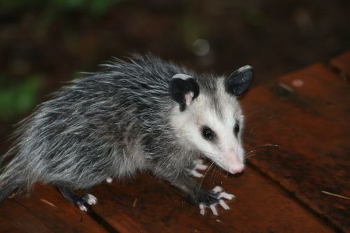 portrait mammal nature