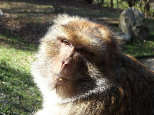 portrait monkey barbary ape