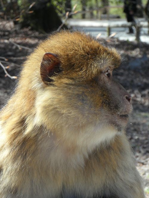 portrait monkey barbary ape