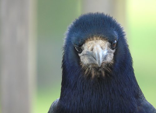 portrait  wildlife  bird