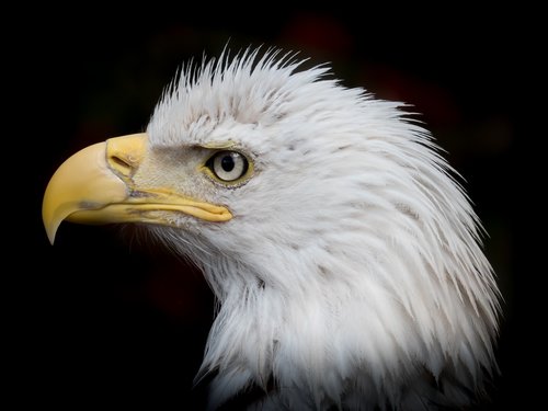 portrait  white tailed eagle  close up