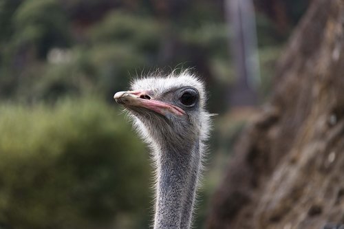 portrait  ostrich  animals