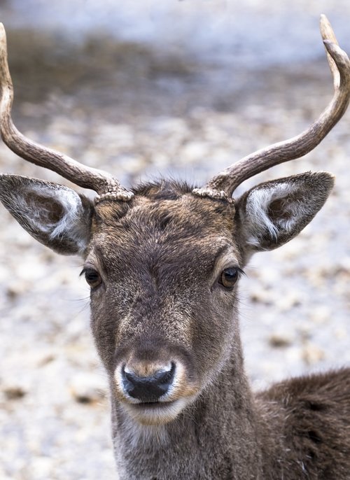 portrait  deer  male