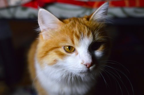 portrait  pet portrait  cat portrait