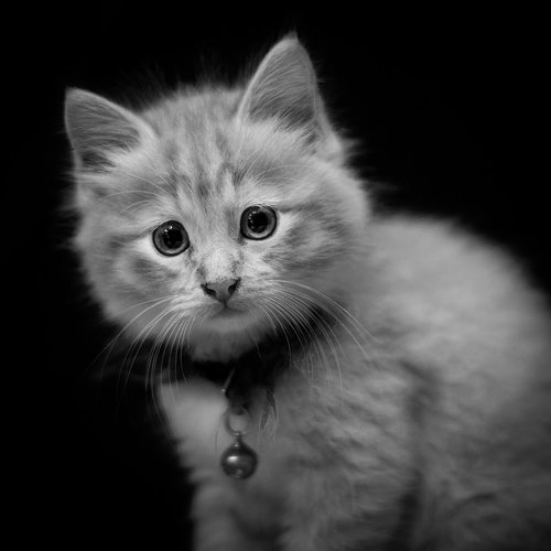 portrait  kitten  cat