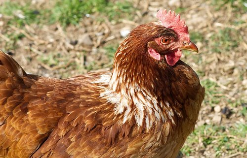 portrait  chicken  poultry