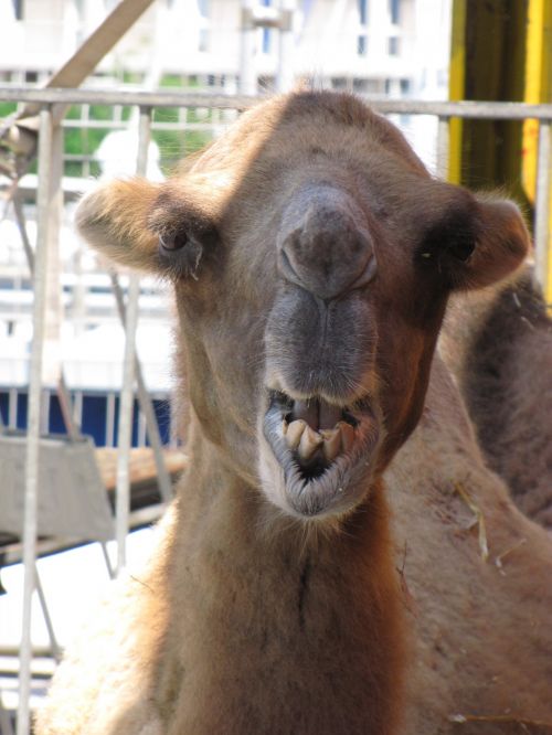 Camel Portrait