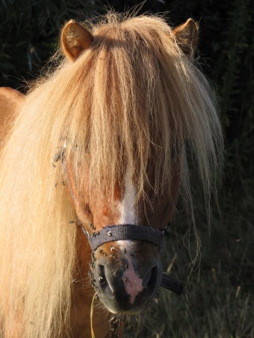 Portrait Of A Pony
