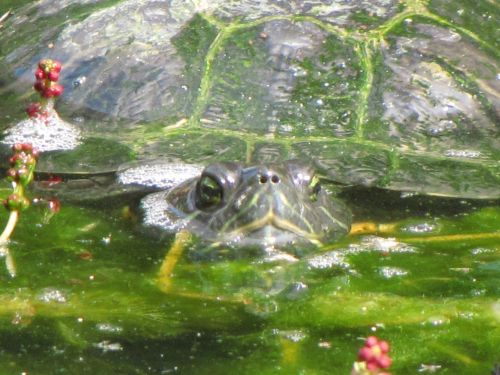 Portrait Of A Water Turtle