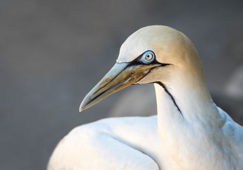 portrait of a cape gannet bird seabird