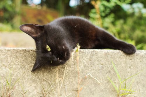 Portrait Of A Cat