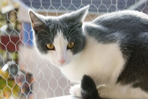 Portrait Of A Curious Cat