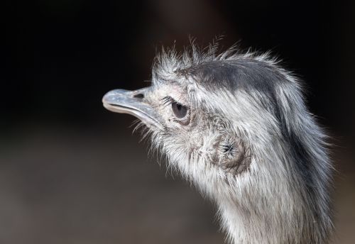 portrait of a greater rhea ostrich bird