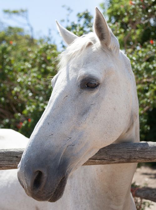 portrait of a white horse head face