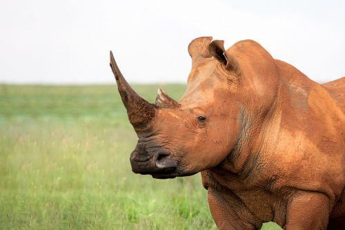 portrait of a white rhinoceros square lipped rhinoceros