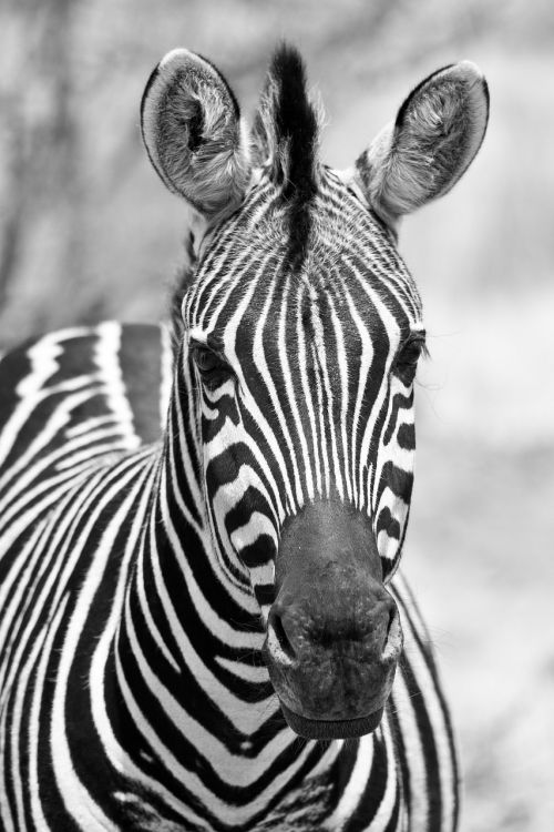 portrait of a zebra face head