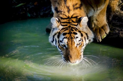 Portrait Of Tiger Drinking