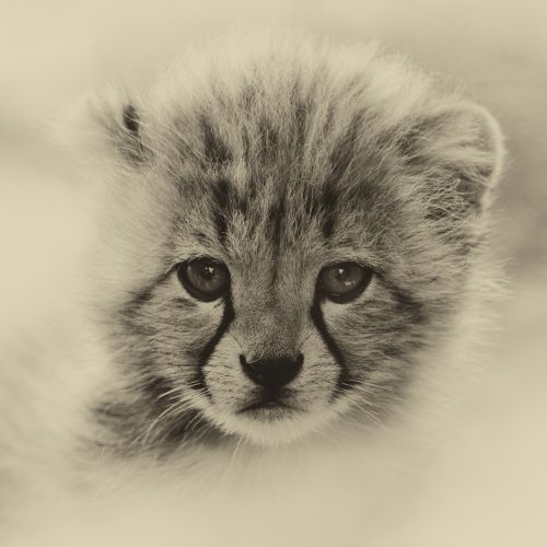 Portrait Little Tiger Cub, Tiger
