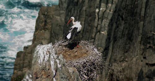 portugal stork nest