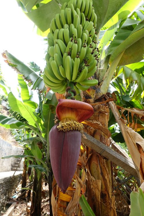 portugal madeira bananas