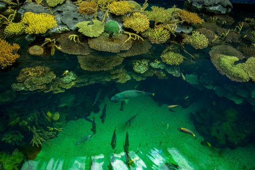 fish aquarium oceanografico