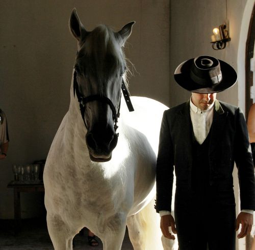 portugal horse white horse