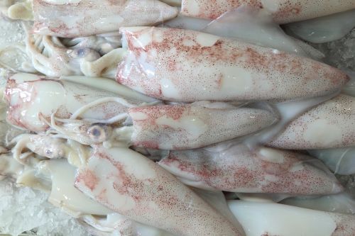 portugal lisbon fish