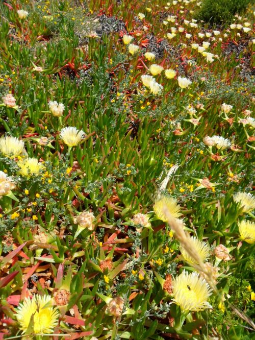 portugal algarve plant