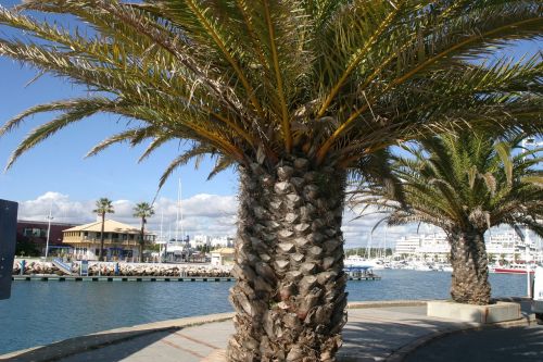 portugal sea palm trees