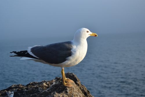 portugal seagull out of rock