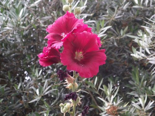 portugal flower rosa