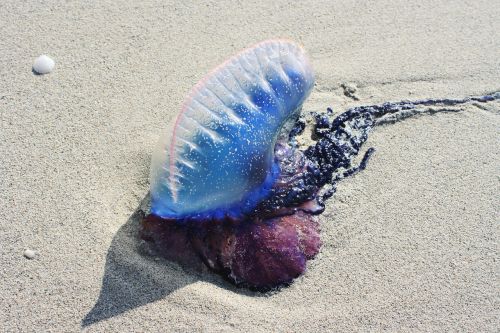 portuguese galley jellyfish sand