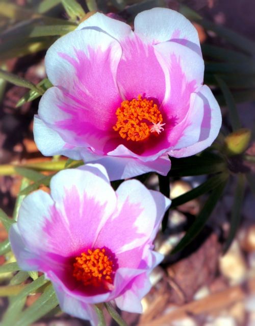 portulaca flowers pink