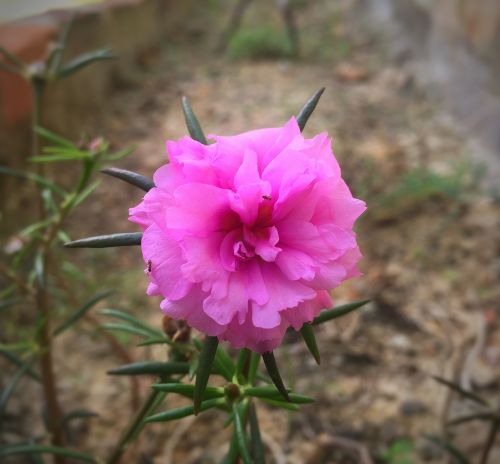 portulaca grandiflora interest at nine o'clock indonesian