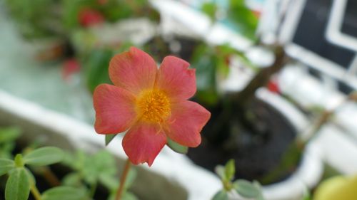 portulaca grandiflora flower vietnam