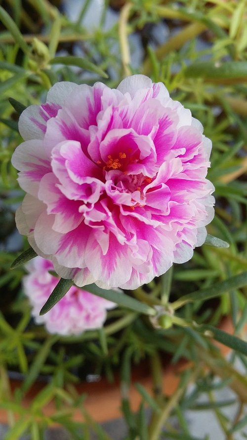 portulaca grandiflora  rose  blossom