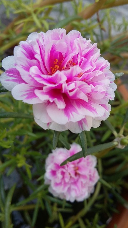 portulaca grandiflora  rose  blossom