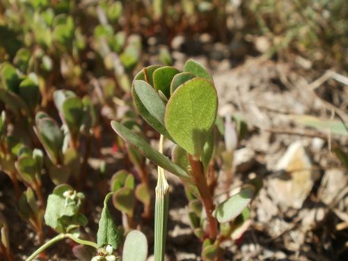 portulaca oleracea purslane little hogweed