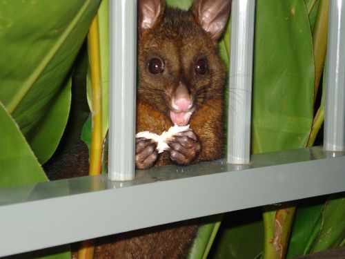 possum possum eating hamilton island